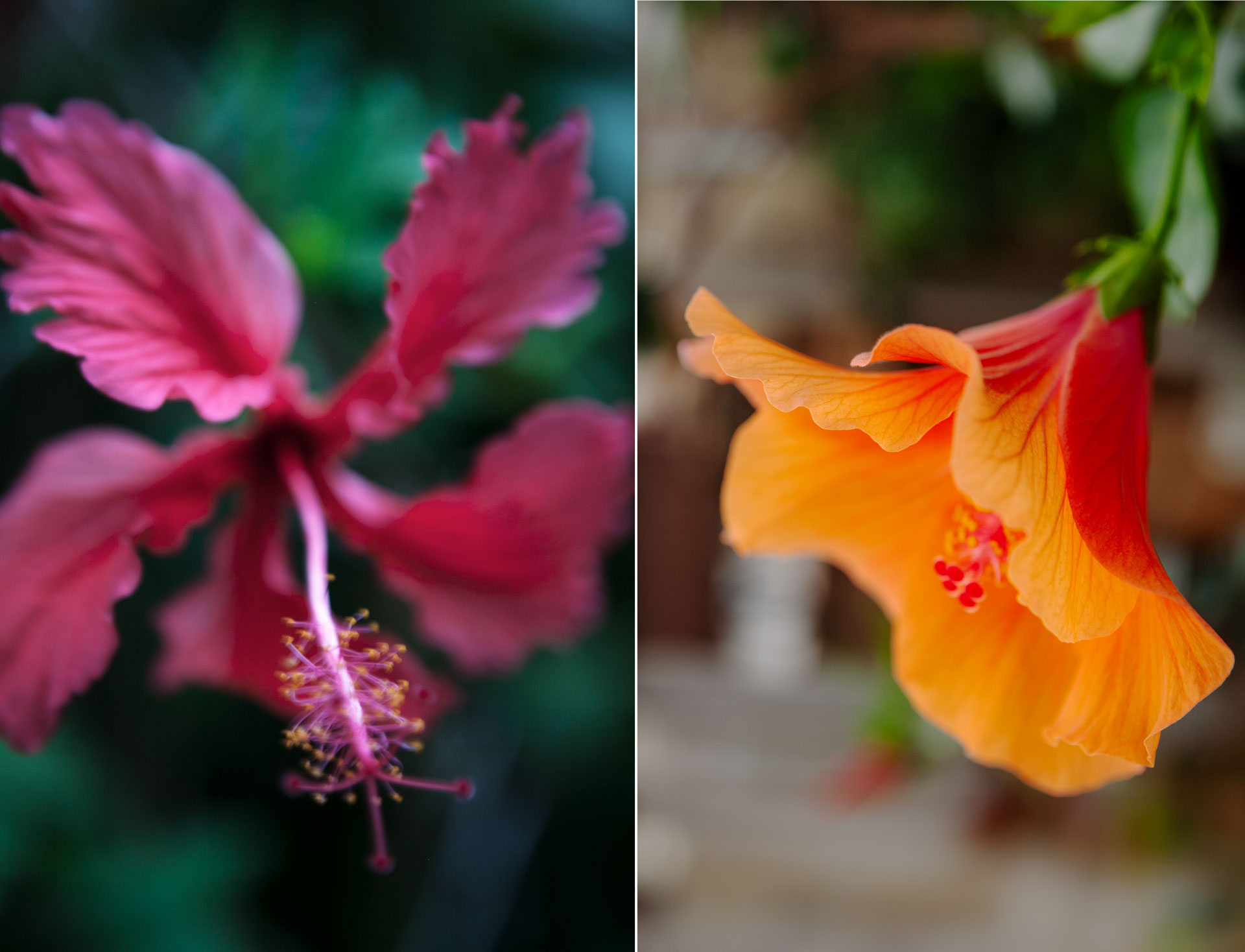 Färgklick i vintermörkret – hibiskusen gör comeback