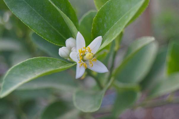 En bild som visar v&auml;xt, tr&auml;d, blad, blomblad

AI-genererat inneh&aring;ll kan vara felaktigt.