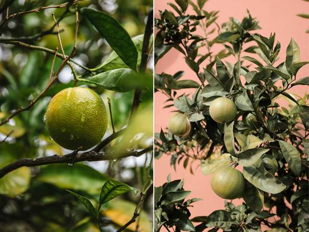 En bild som visar frukt, citrus, tr&auml;d, frukttr&auml;d

AI-genererat inneh&aring;ll kan vara felaktigt.