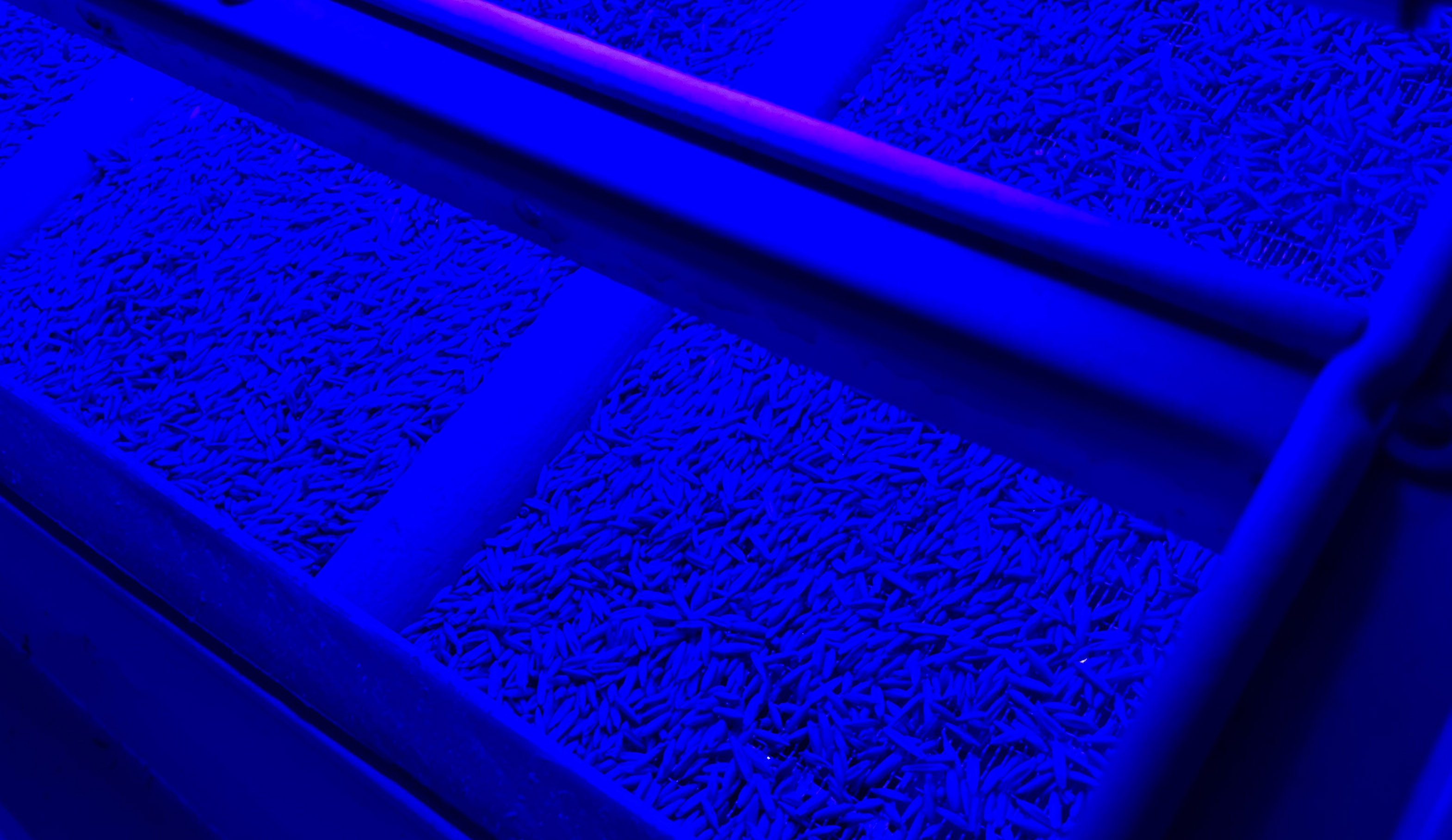 Salvaging Fusarium-Infected Grain with Antimicrobial Blue Light