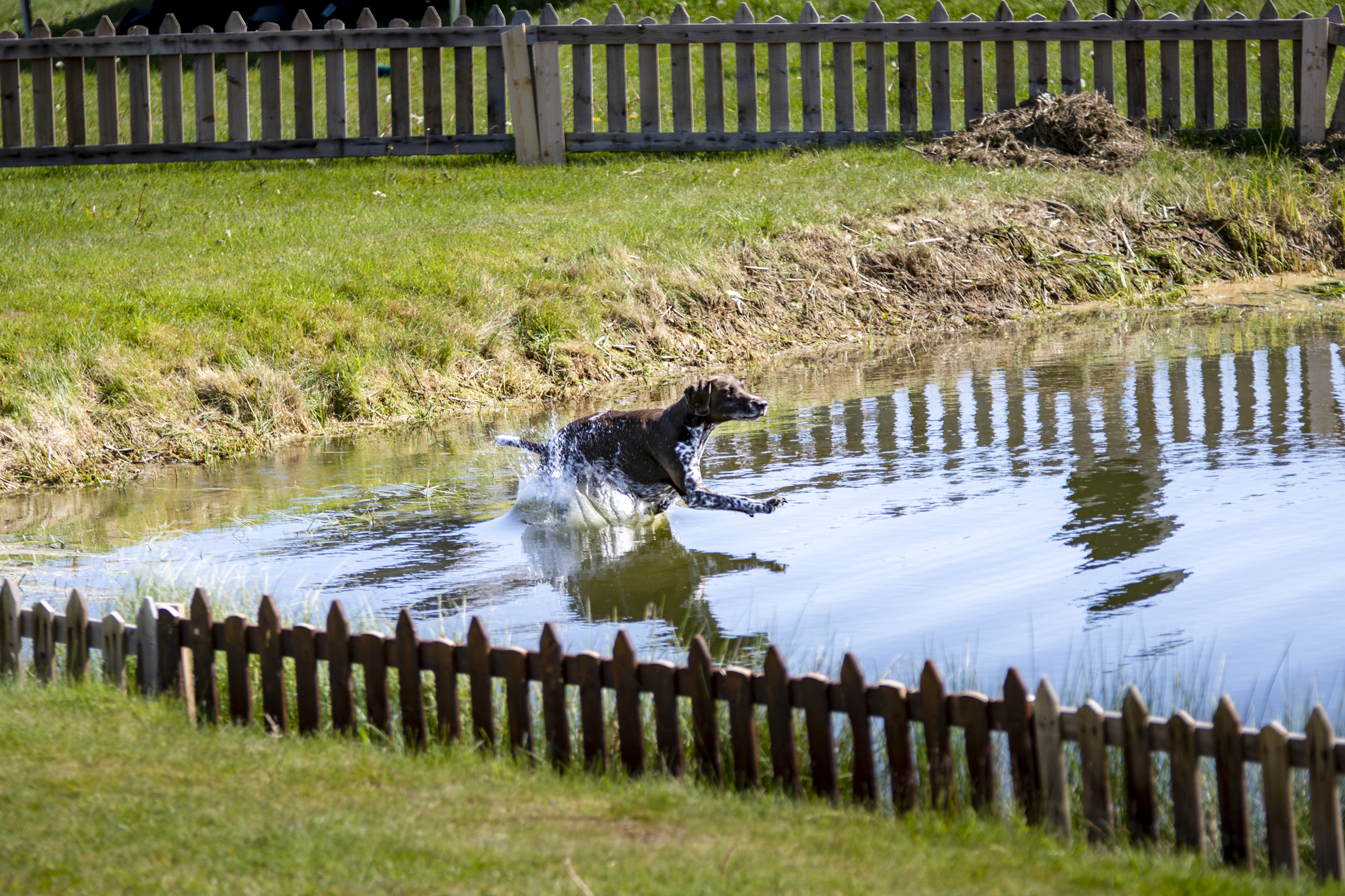Många aktiviteter för alla hundintresserade