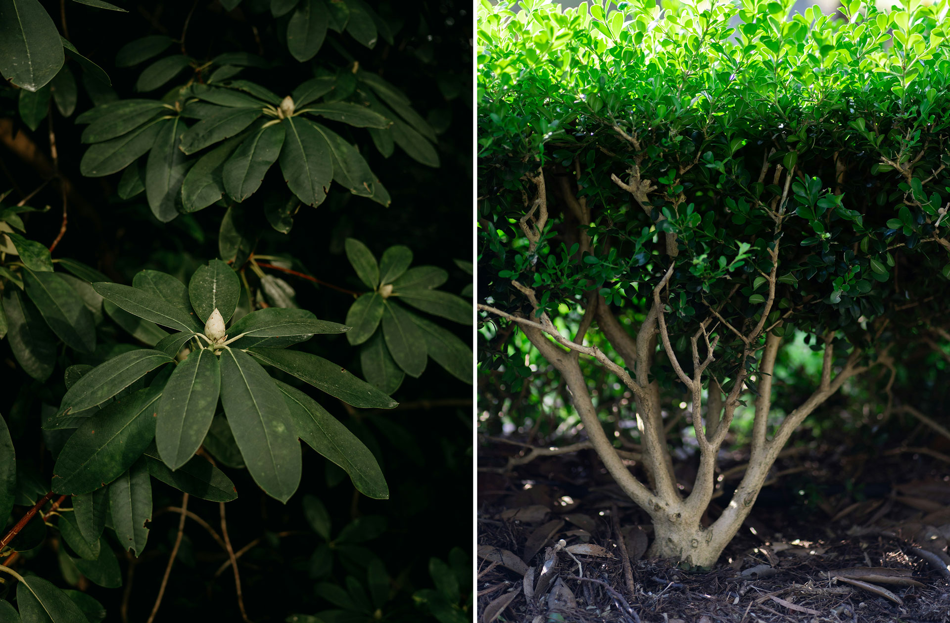 Plantera vintergröna växter i augusti – njut av grönska året om