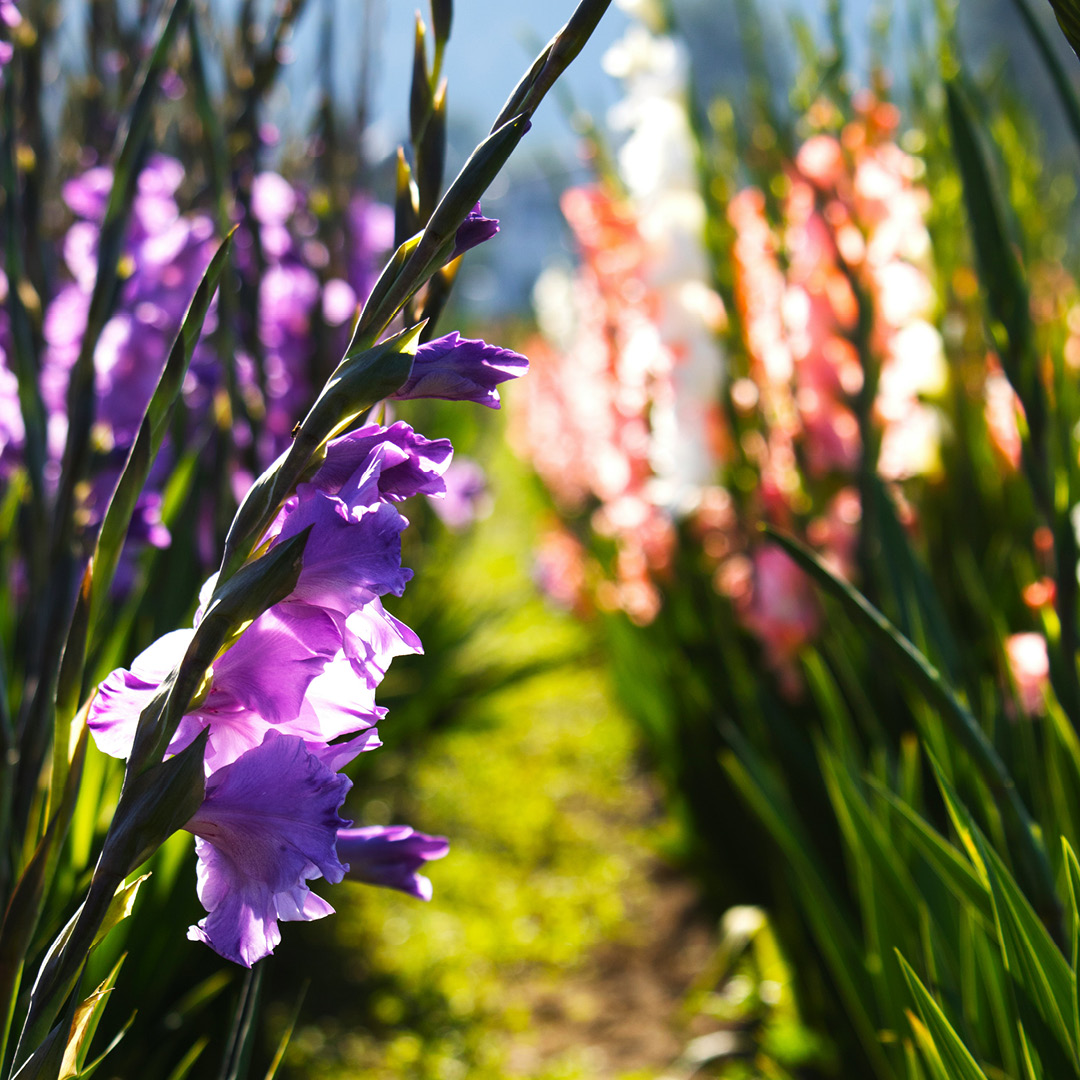 Lyckas med Daglilja, Lilja Iris & Gladiolus i trädgården