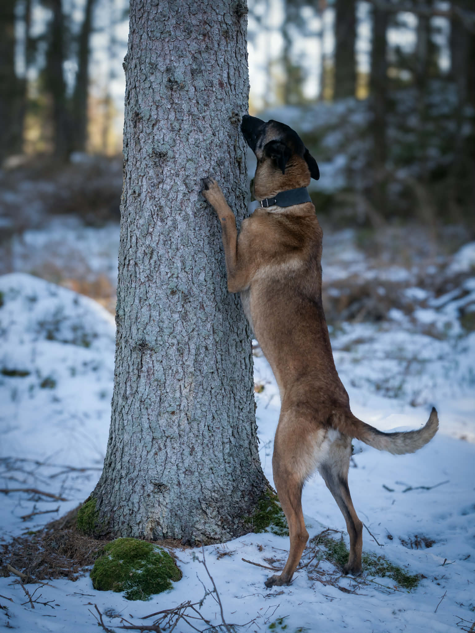 Barkborresökhund