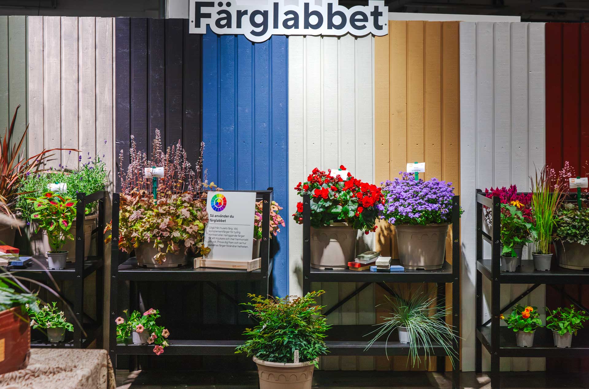 Växter som passar till varmgul fasad –välj toner i purpur, violett, aprikos och silver