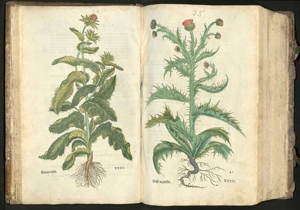 En bild som visar blomma, bok, växt, botanik
AI-genererat innehåll kan vara felaktigt.