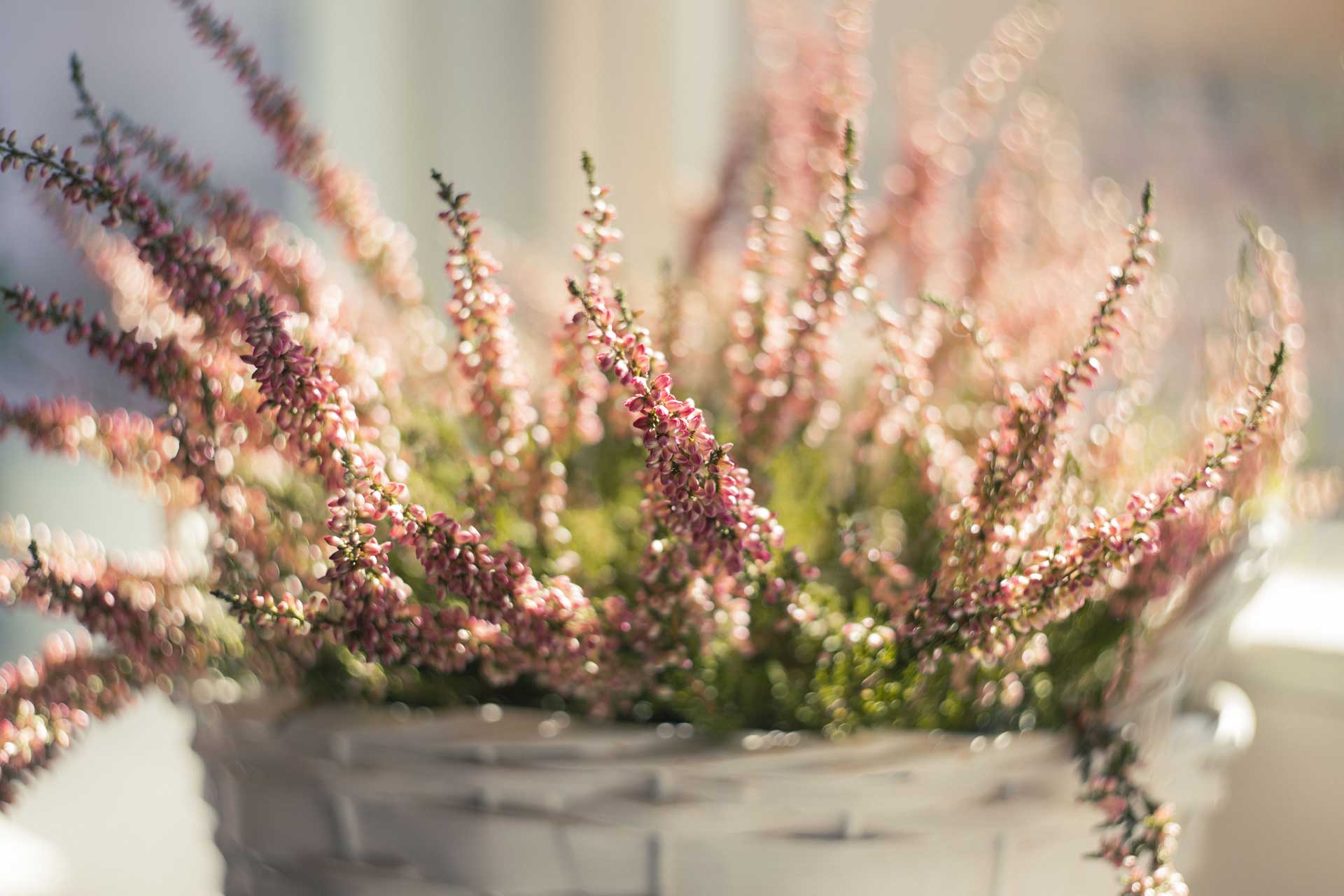 Ljusrosa ljung i kruka