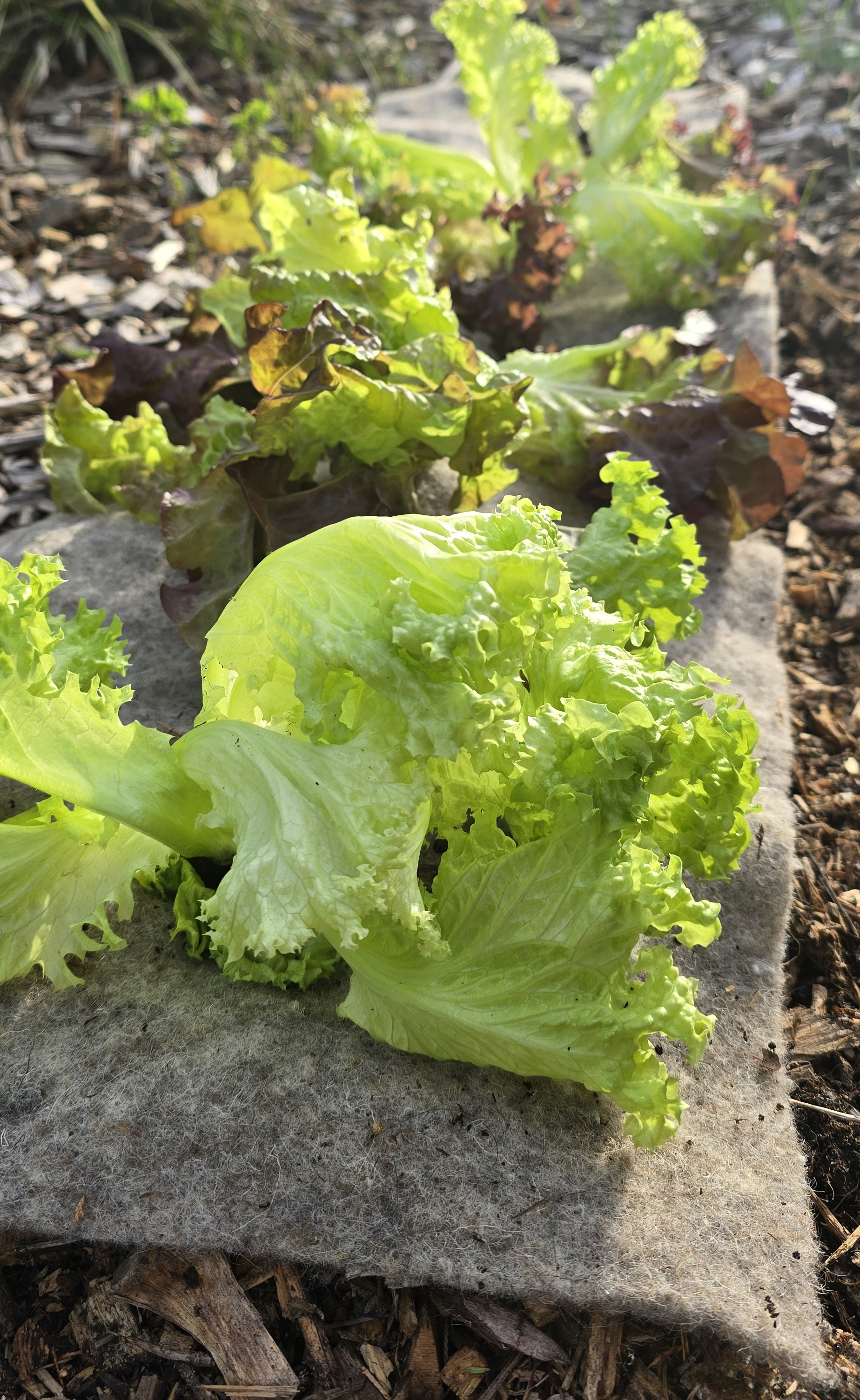 Videx Innovation “Sheep’s Wool in the Summer & Winter Garden”