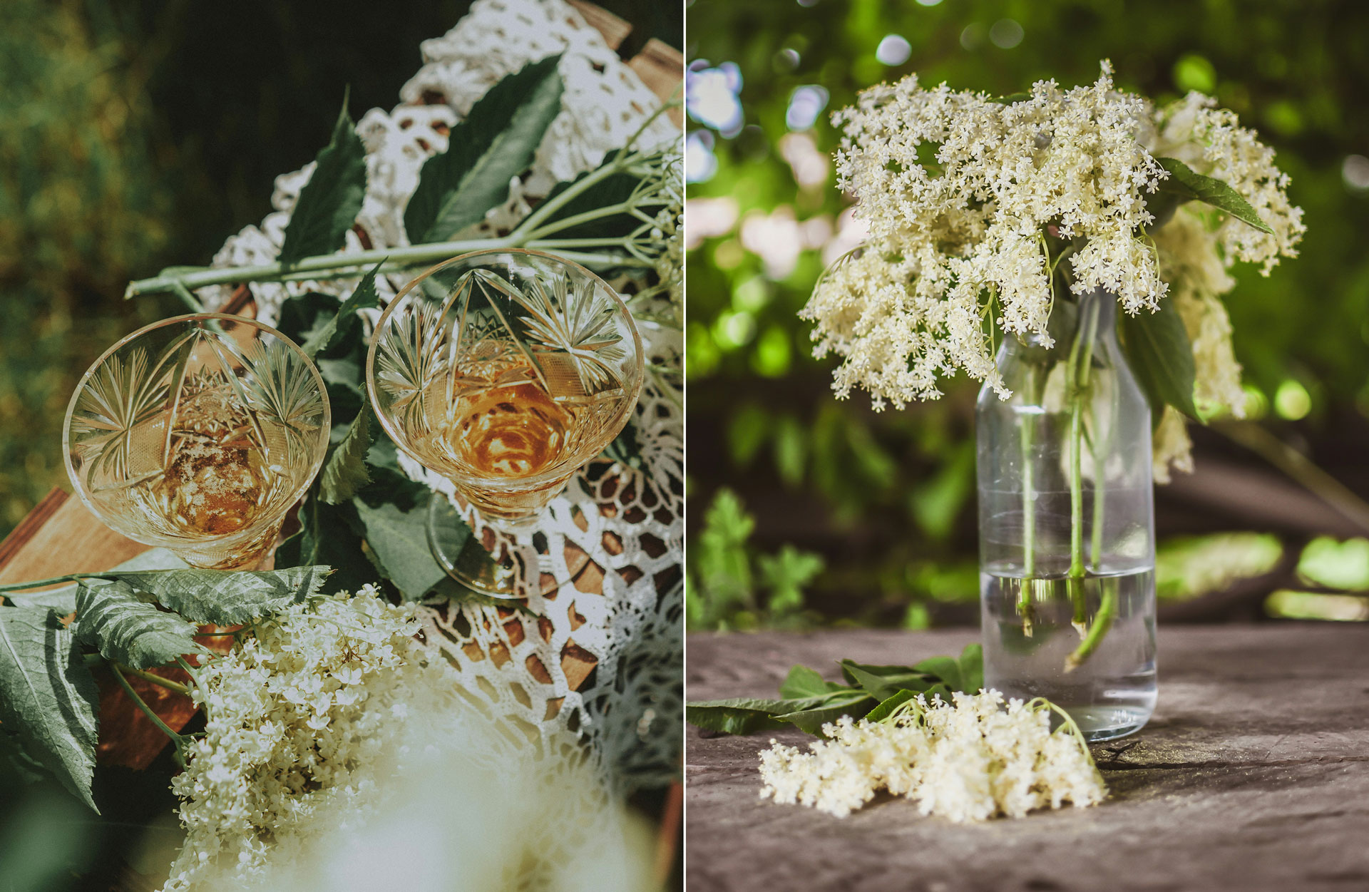 Fem anledningar att plantera fläder - sorten du ska välja