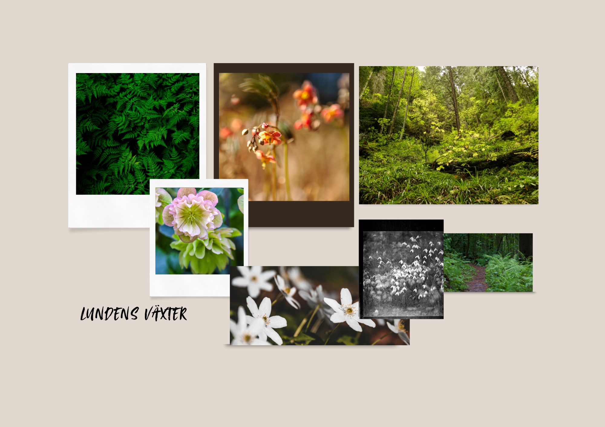 Så anlägger du en lund i trädgården - naturlig skugga