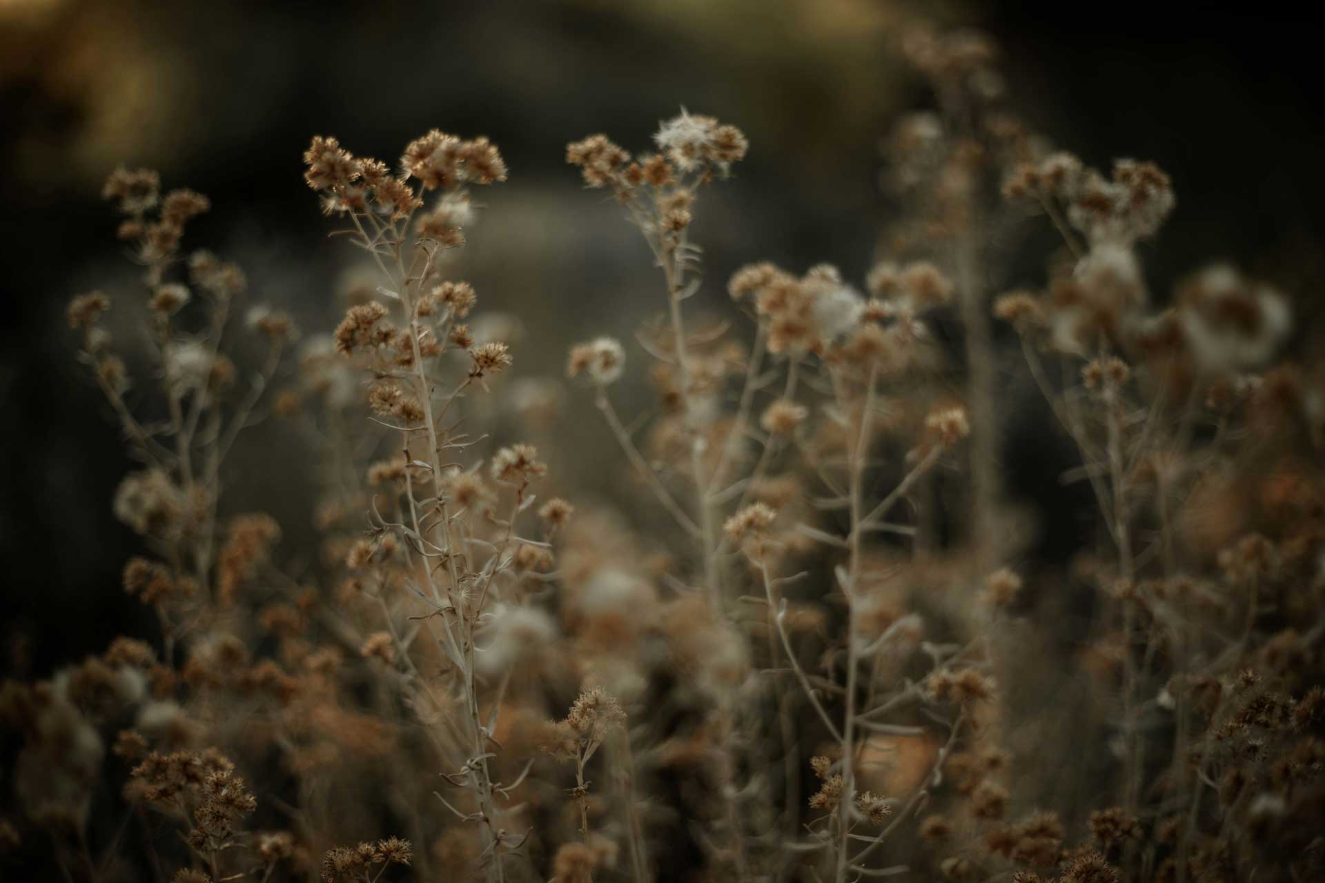 Växter med vackra fröställningar som smyckar trädgård och buketter i november