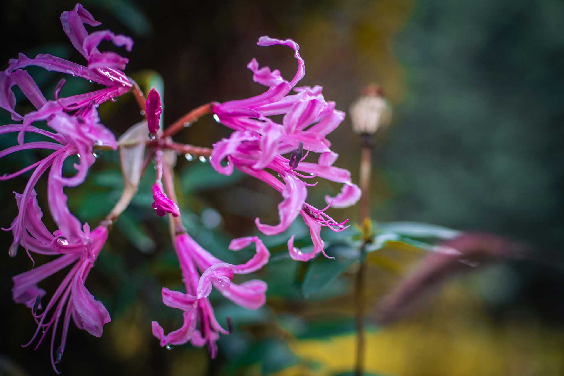 Nerine – höstblommande lökväxt trendar i trädgård och buketter