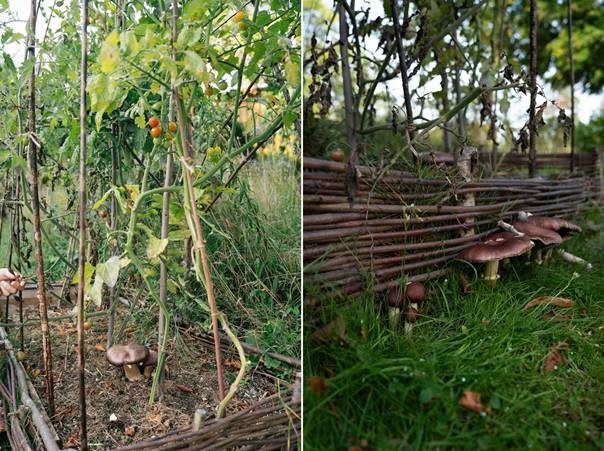 En bild som visar utomhus, träd, grind, gräs
AI-genererat innehåll kan vara felaktigt.