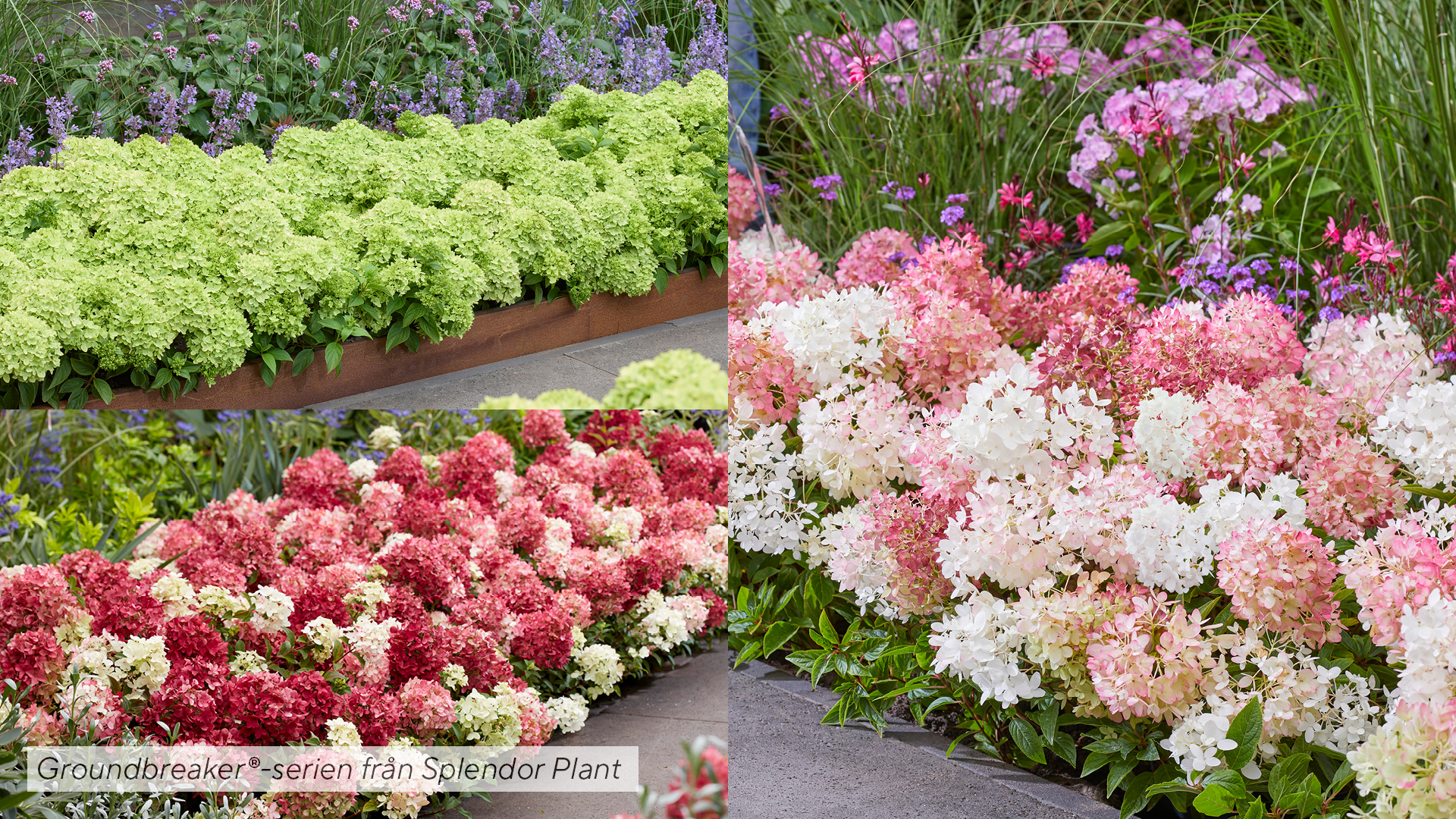 Marktäckande vipphortensia från Splendor Plant