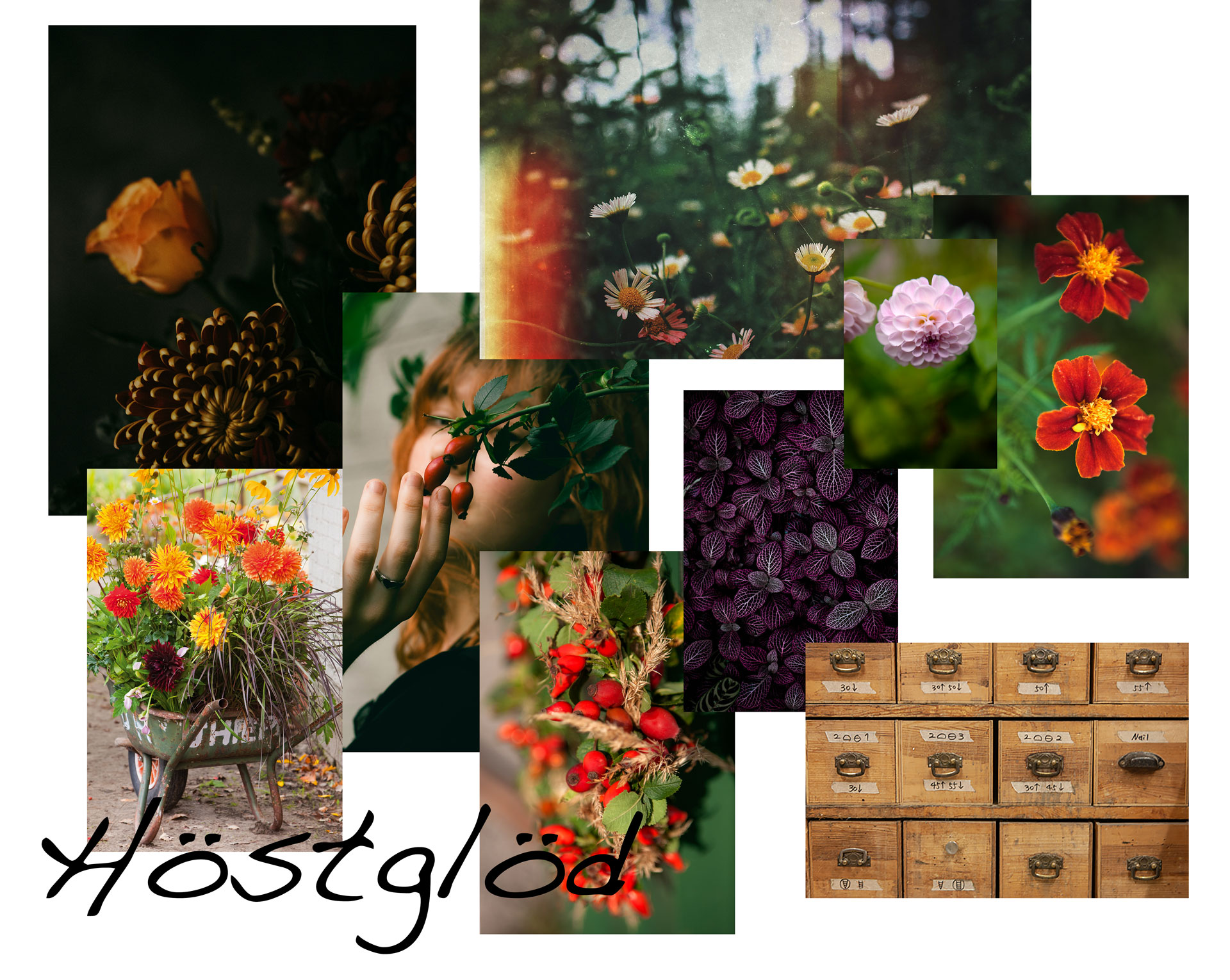 Låt hösten glöda - idéer för butiker, handelsträdgårdar, trädgårdsarkitekter och florister