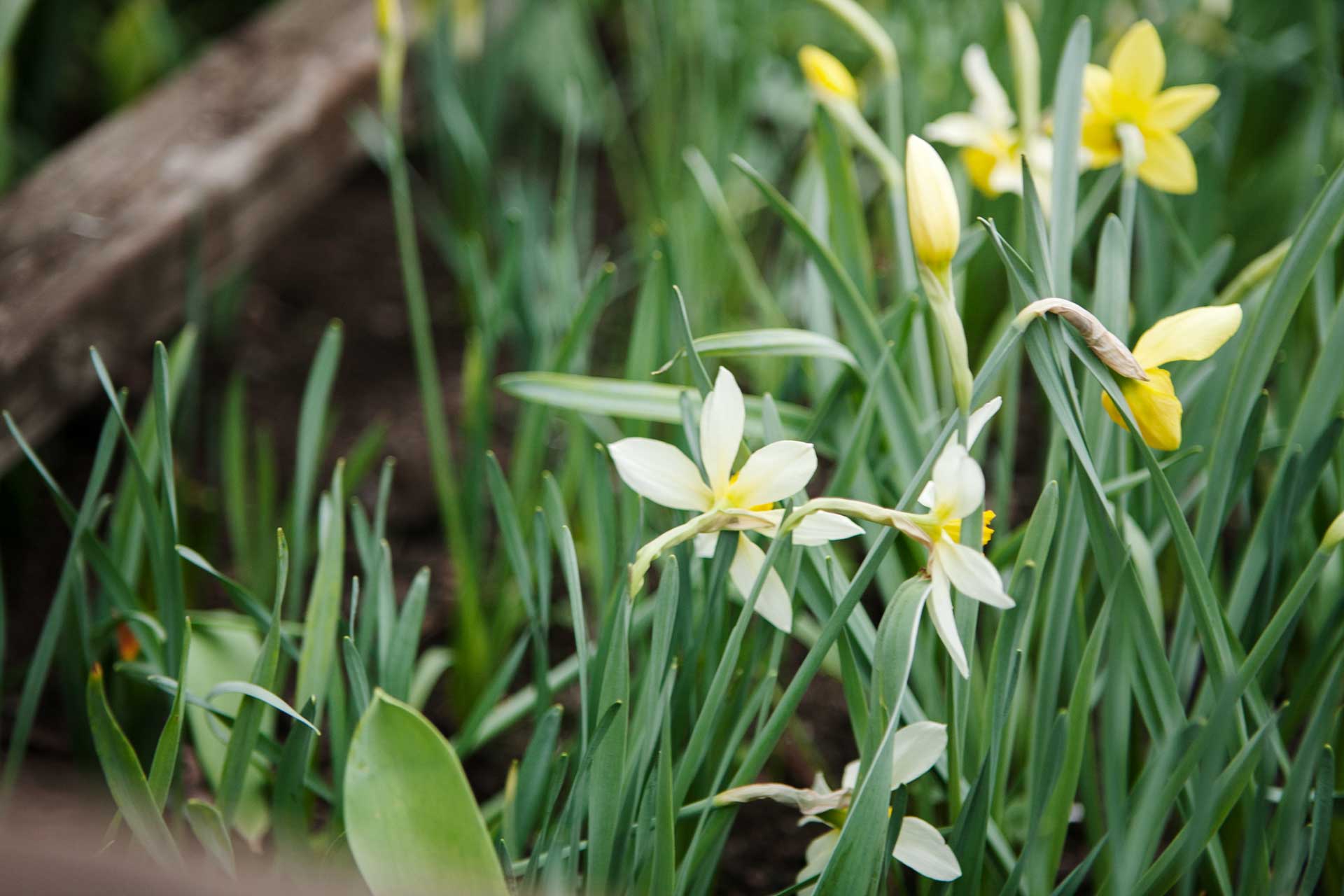 Lyckas med Narcisser i trädgården - tips och fakta