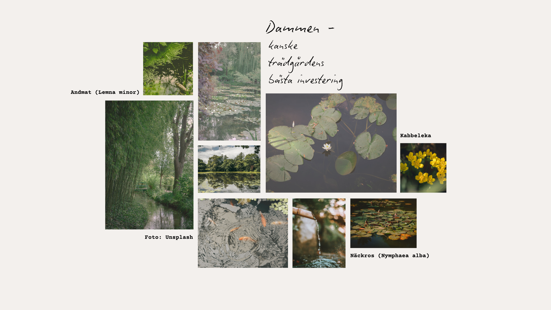 Växter för din trädgårdsdamm – guide till strandkant, grundvatten och djupzon