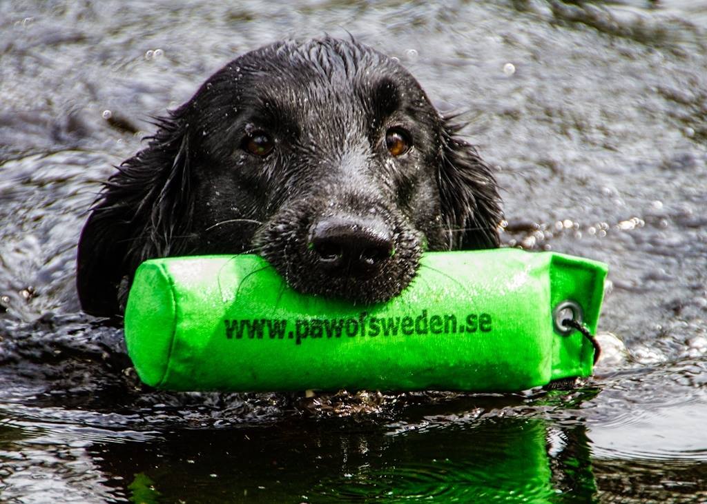 PAW of Sweden – Svensktillverkad utrustning för hundträning och jakt