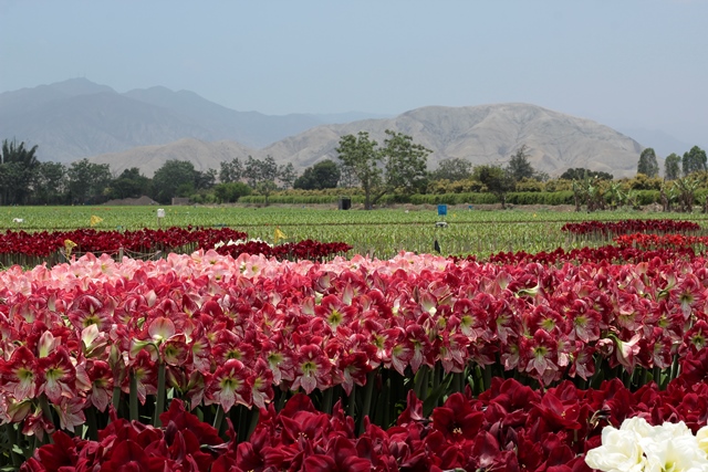WORK-SHOP with Wax Amaryllis
