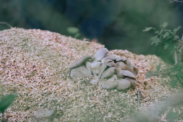 En bild som visar utomhus, rev, Organism, akvarium
AI-genererat innehåll kan vara felaktigt.