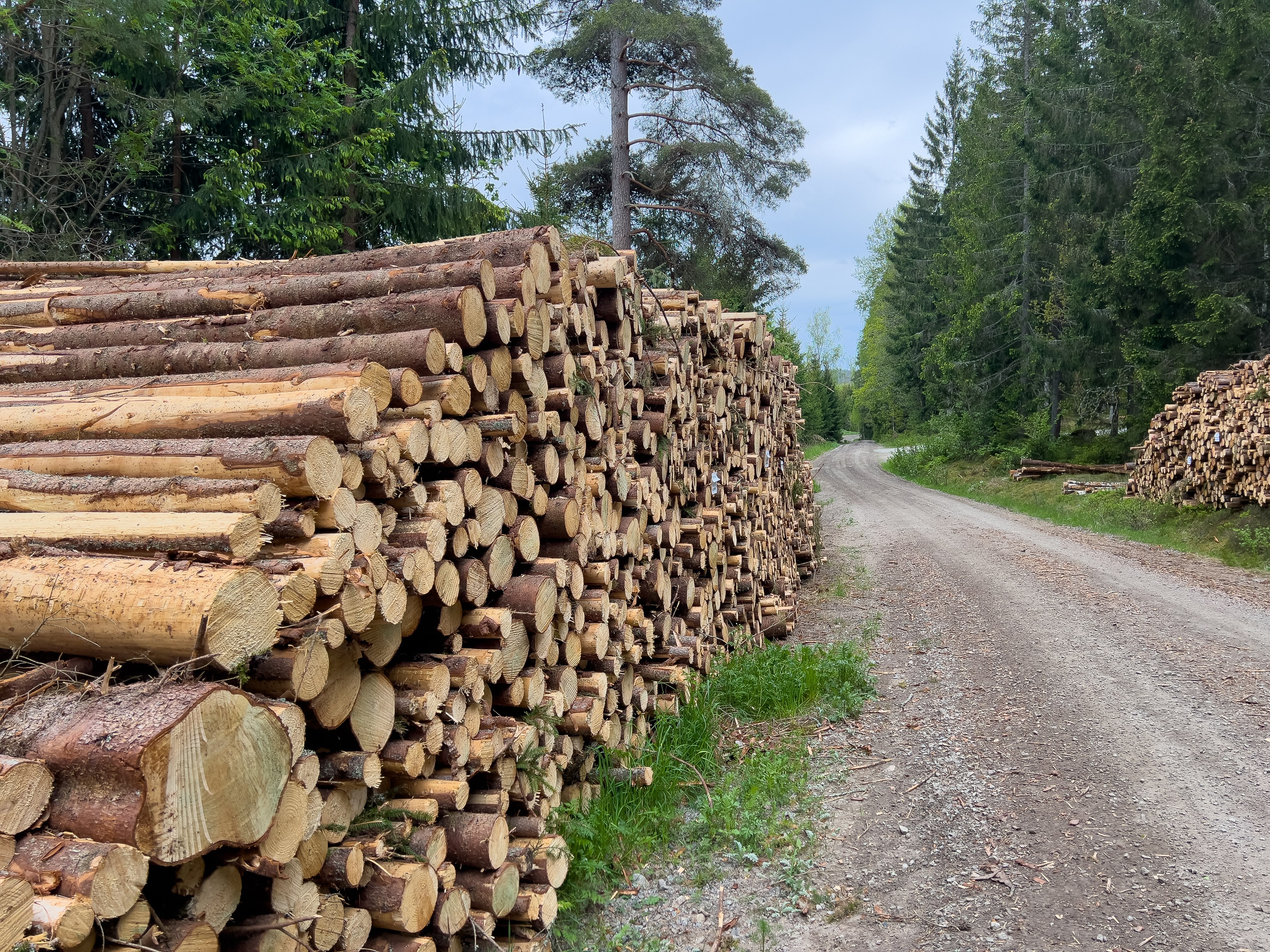 Global Forester för virkesinköp