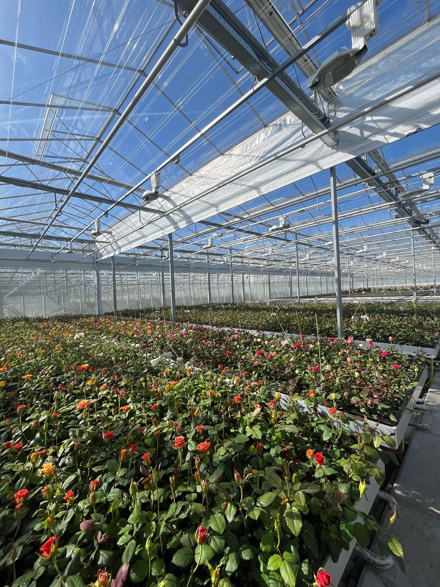 Testodlingar hos Interplant, Nederländerna