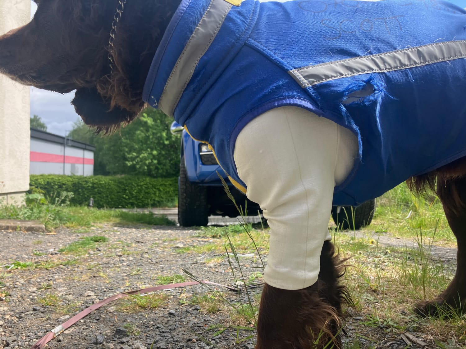 Helt nytt och unikt skydd för jakthundar