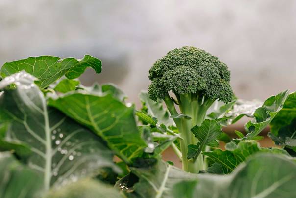 En bild som visar gr&ouml;nsak, broccoli, v&auml;xt, Korsblommiga gr&ouml;nsaker

AI-genererat inneh&aring;ll kan vara felaktigt.