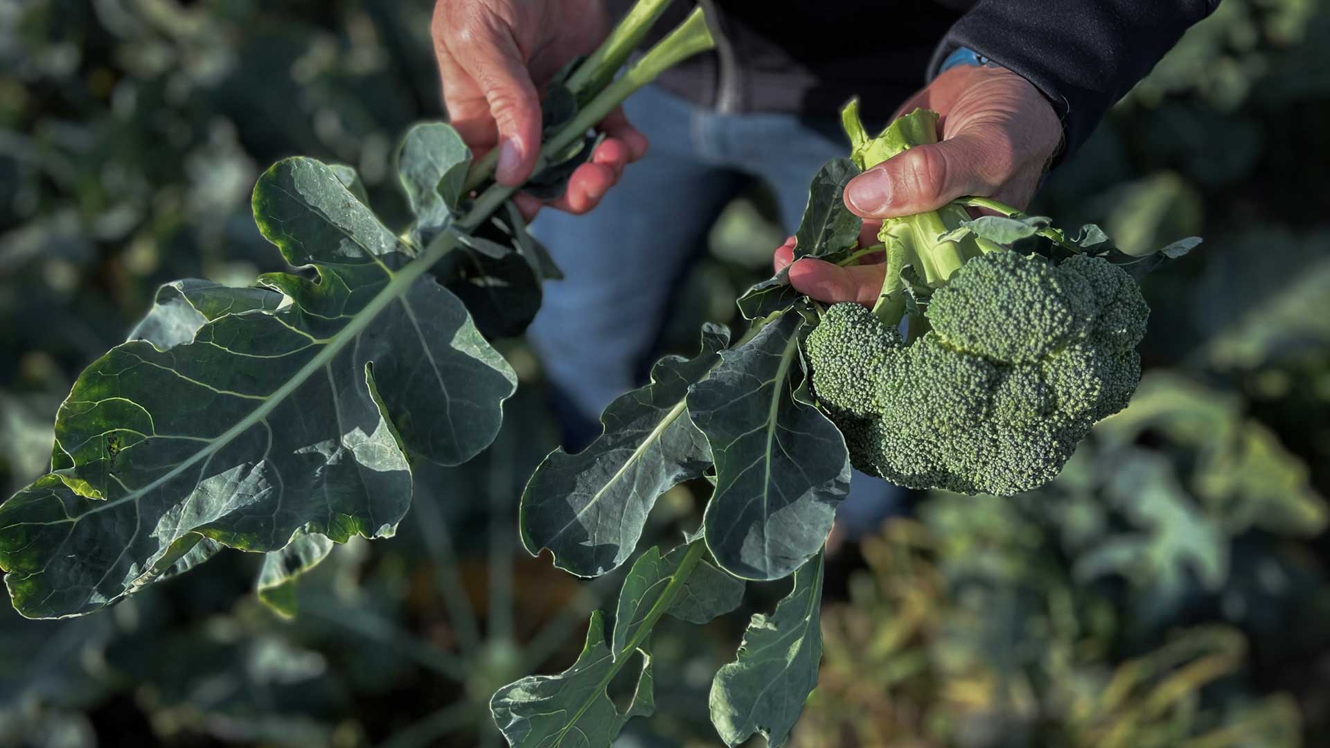 Broccoliblad blir mat – så blir hela plantan framtidens hållbara råvara