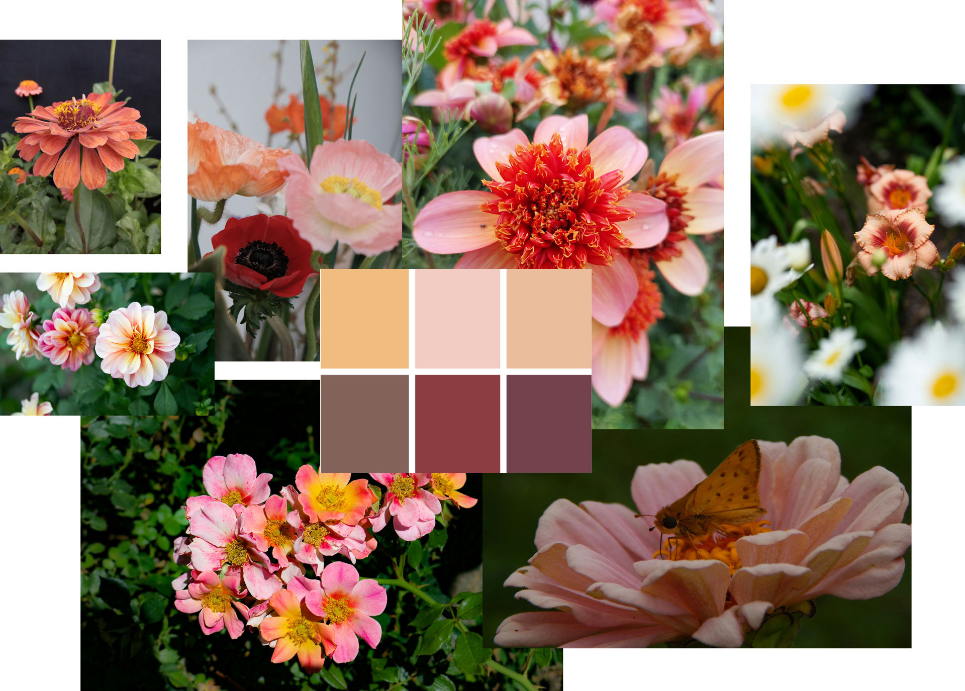 Blommande växter i rosatoner, vinrött och aprikos