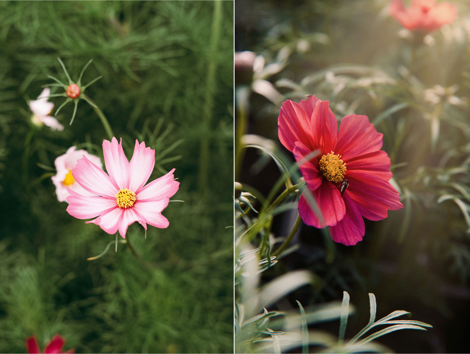 Så odlar du rosenskära och chokladskära – tips, skötsel och skillnader