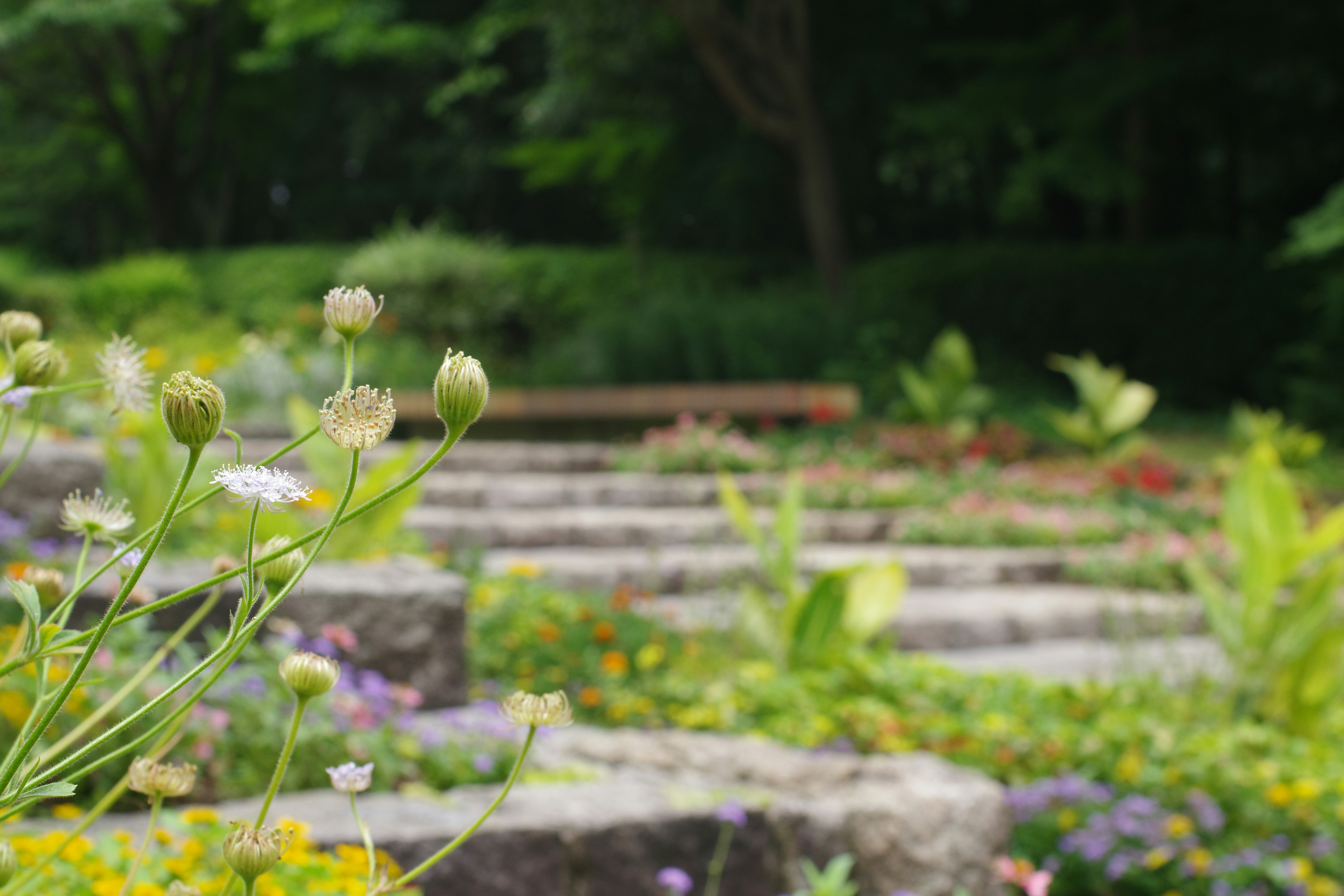 Japandi - så får du till stilen i inredning och trädgård