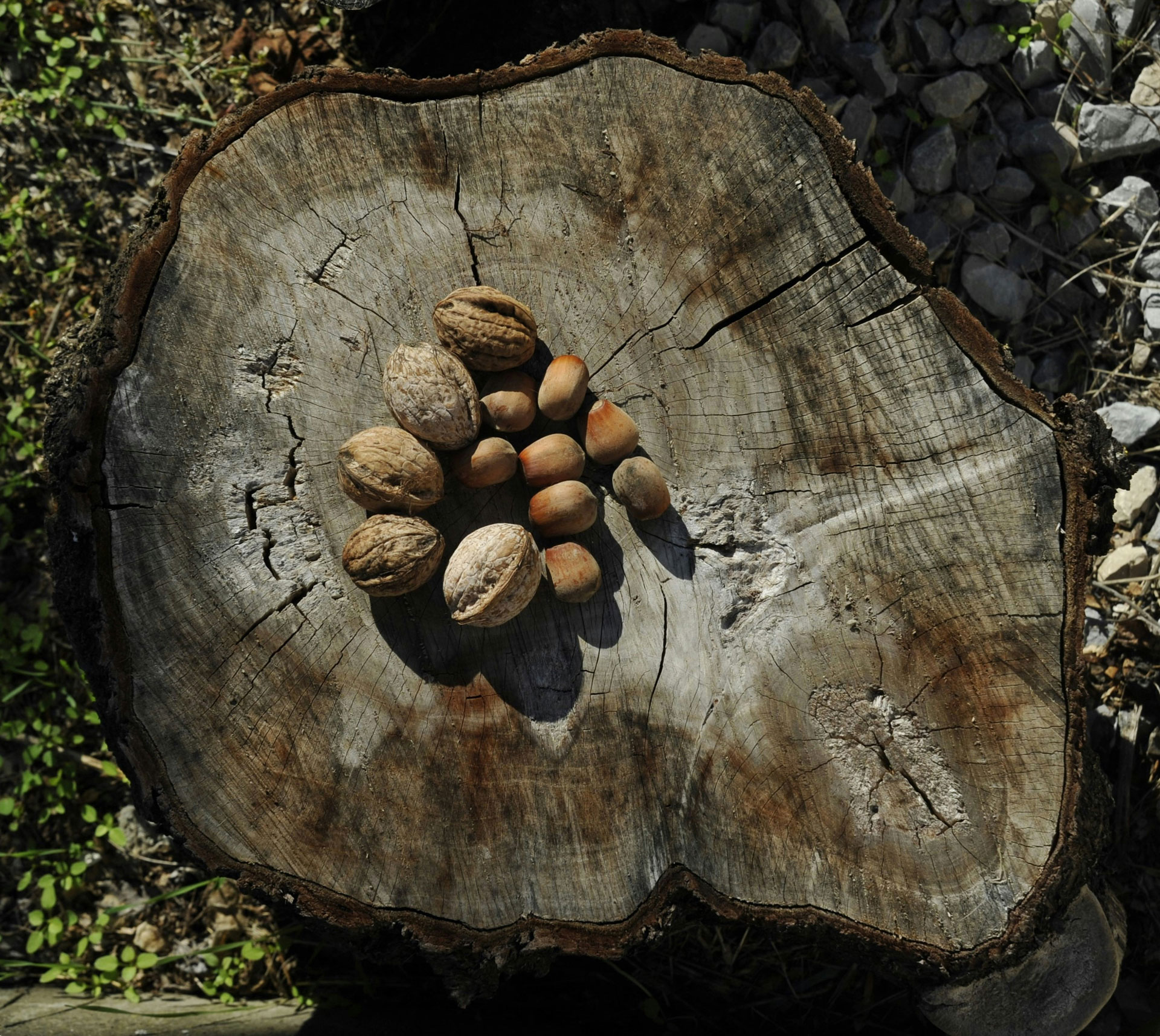 Ätbara träd i svenska trädgårdar – så lyckas du med valnöt, hassel och kastanj