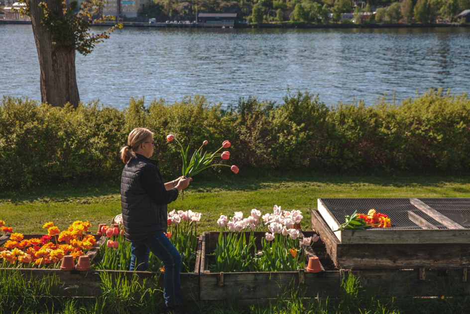 Kristina Öhman, florist, skördar tulpaner i odlingarna på Waldermarsudde