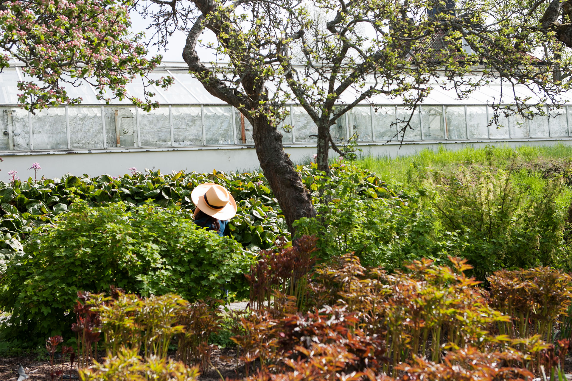 Småskalighet och transparens – en väg framåt för trädgårdsbranschen?  