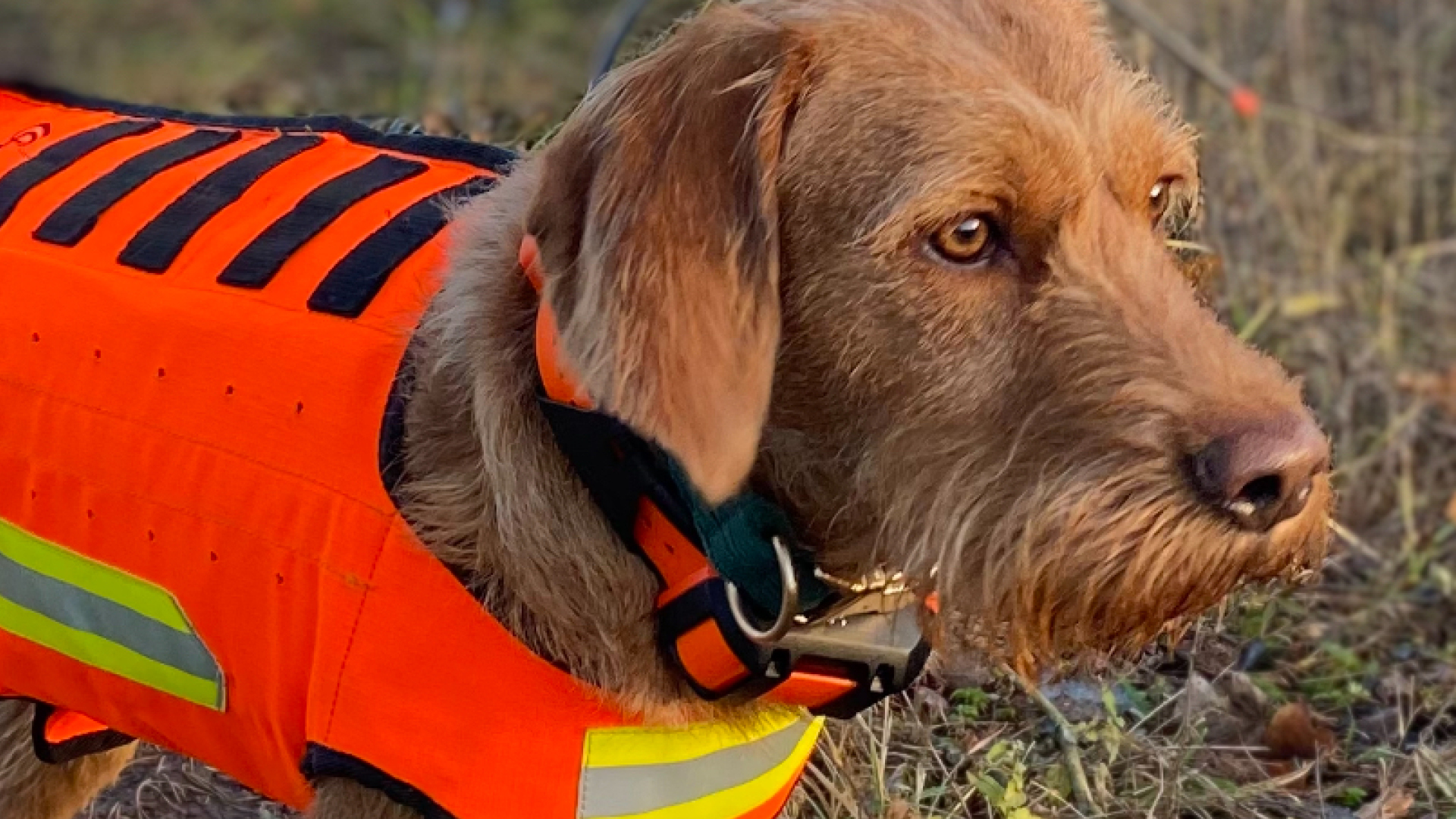 Griffon Fauve de Bretagneklubben