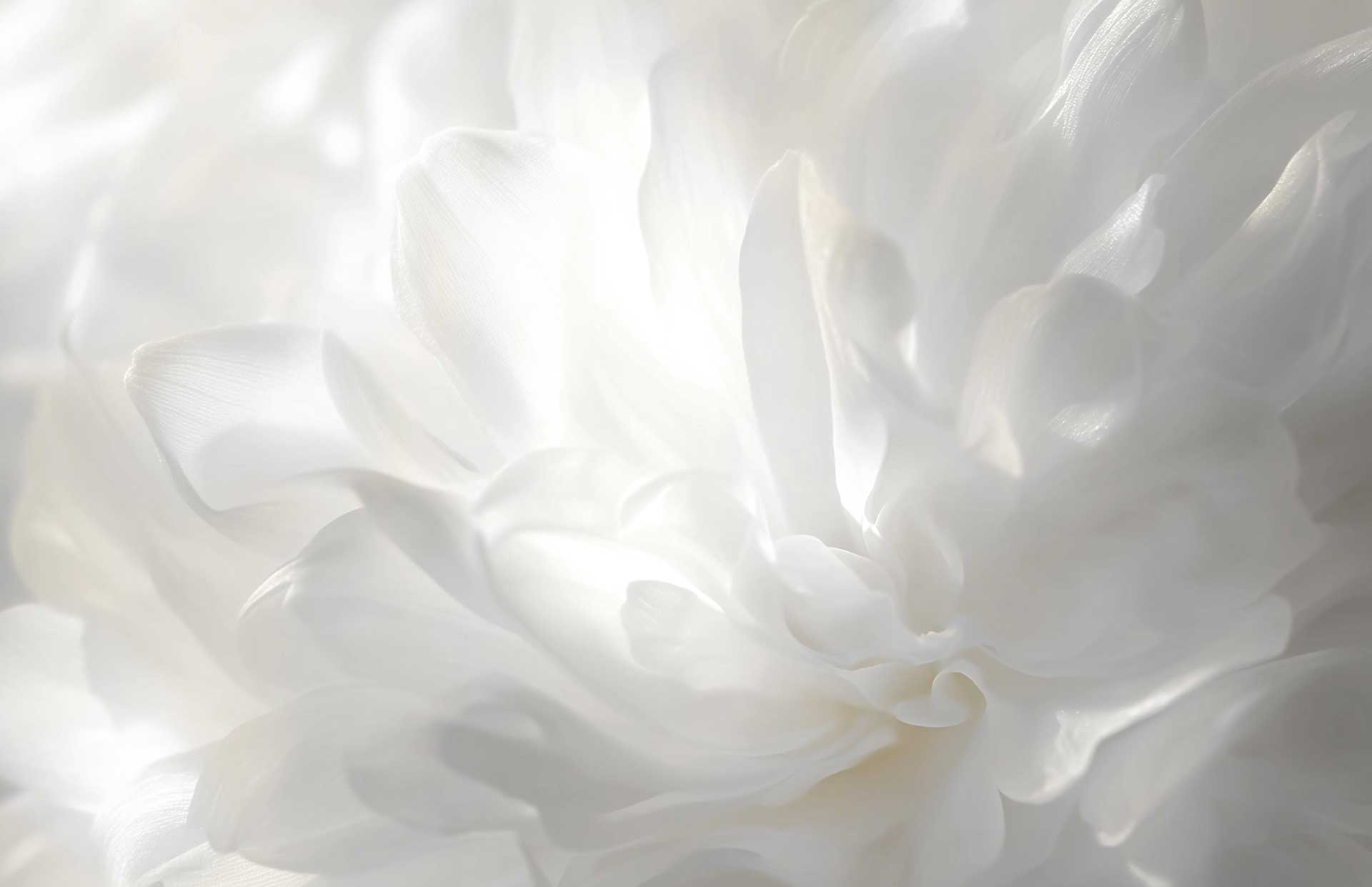 Cloud Dancer, Pantones vägval för 2026 - så får du till det i trädgården