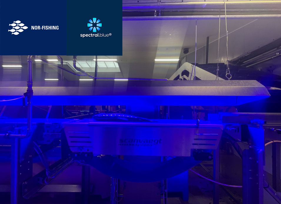 Antimicrobial Blue Light Reduces Listeria Contamination on a Rainbow Trout Processing Line