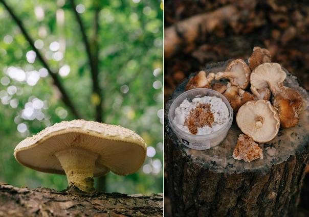 En bild som visar träd, svampar, utomhus, Matsvamp
AI-genererat innehåll kan vara felaktigt.