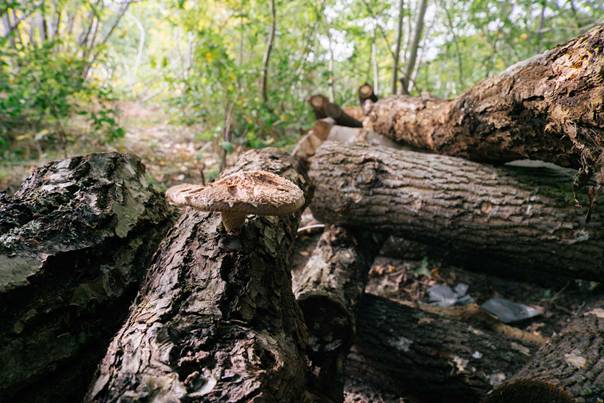 En bild som visar träd, utomhus, natur, skogsmark
AI-genererat innehåll kan vara felaktigt.