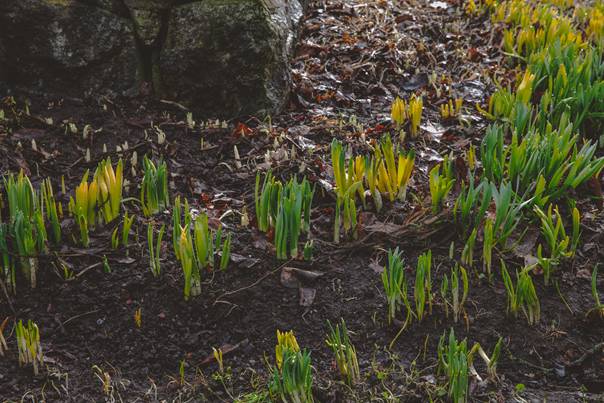 En bild som visar utomhus, Markv&auml;xt, v&aring;r, blomma

AI-genererat inneh&aring;ll kan vara felaktigt.