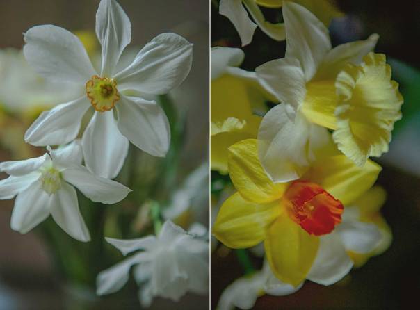 En bild som visar blomblad, v&auml;xt, narcissl&auml;ktet, blomma

AI-genererat inneh&aring;ll kan vara felaktigt.