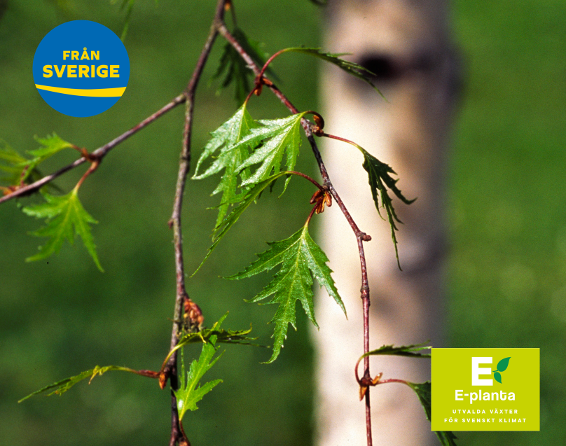 E-planta deltar med en samlingsmonter för svenska plantskolor på Elmia Park