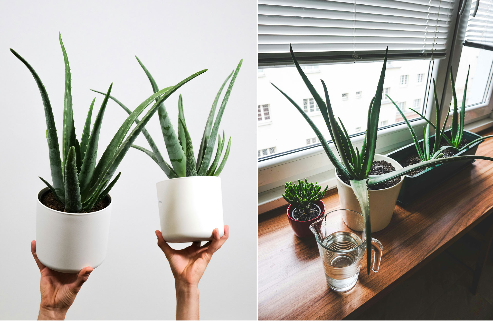 Aloe Vera - den trendiga och mångsidiga växten