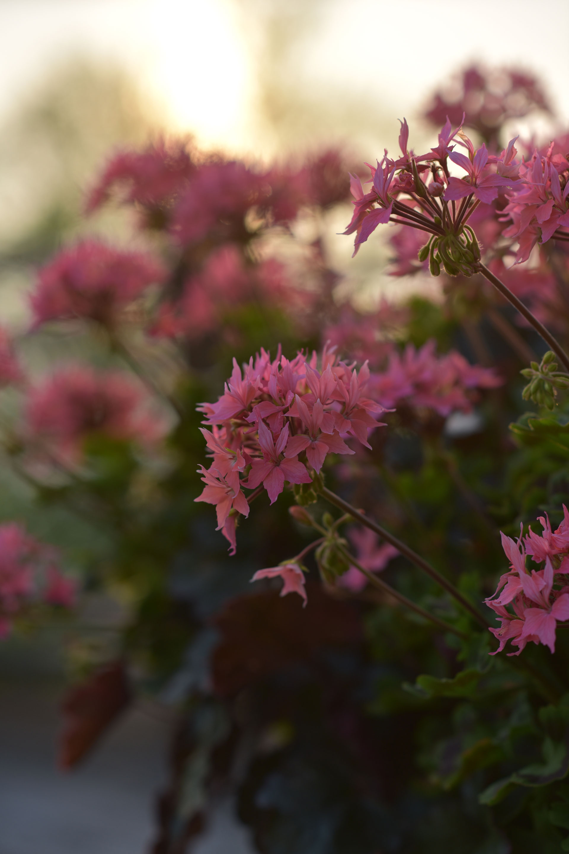 Årets Pelargon 2025: Stjärnpelargonen SUMMER TWIST ROSE