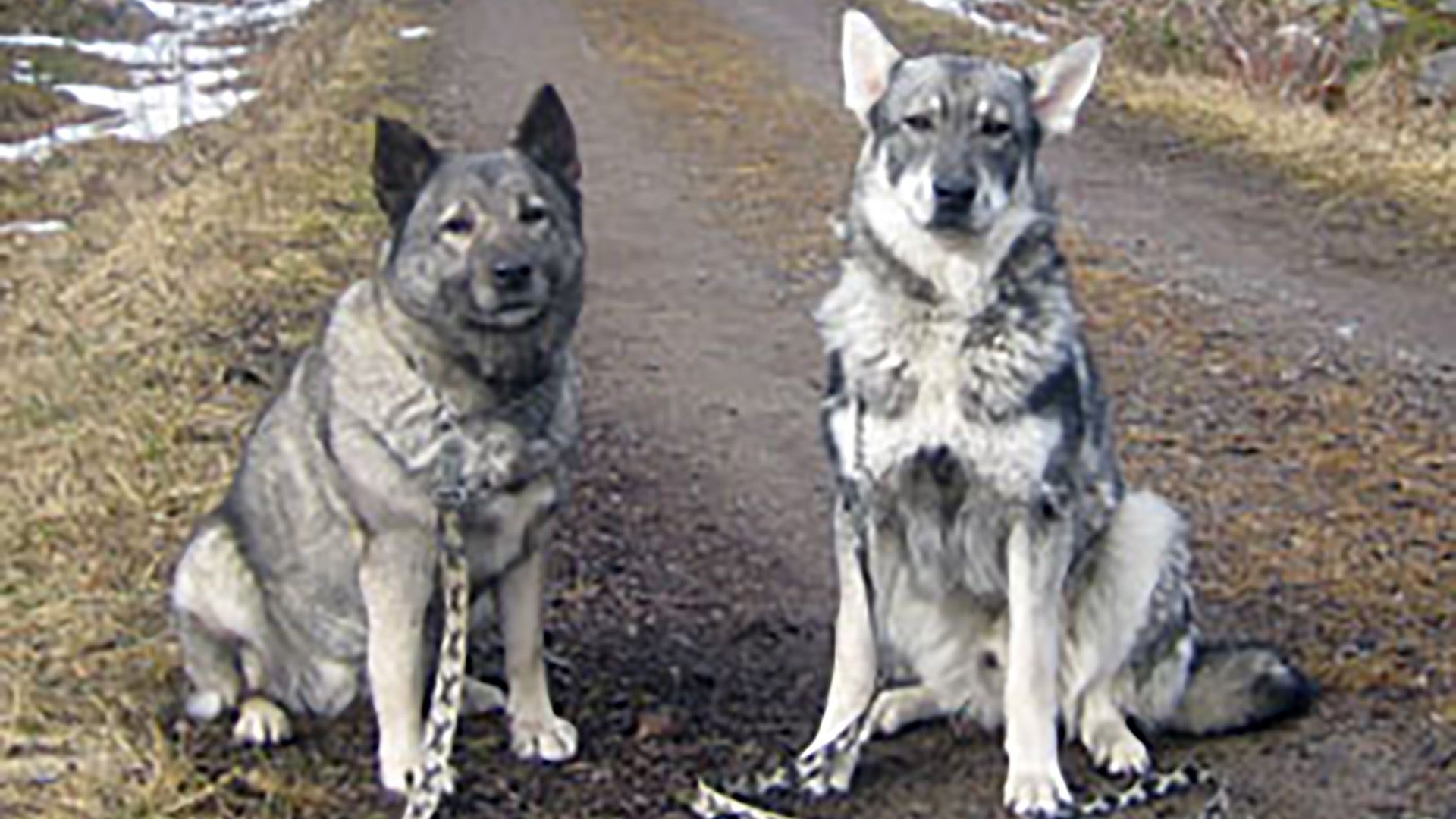 Svenska Älghundklubben