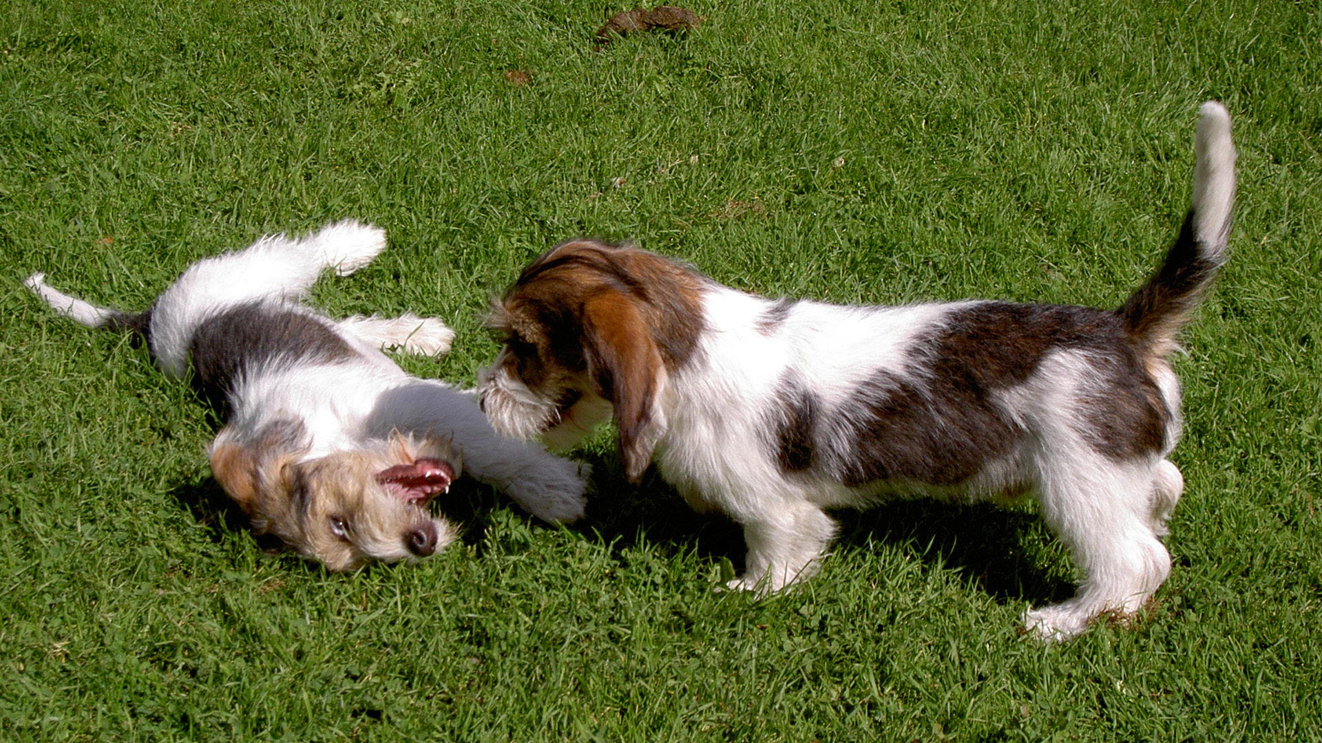 Svenska Bassetklubben