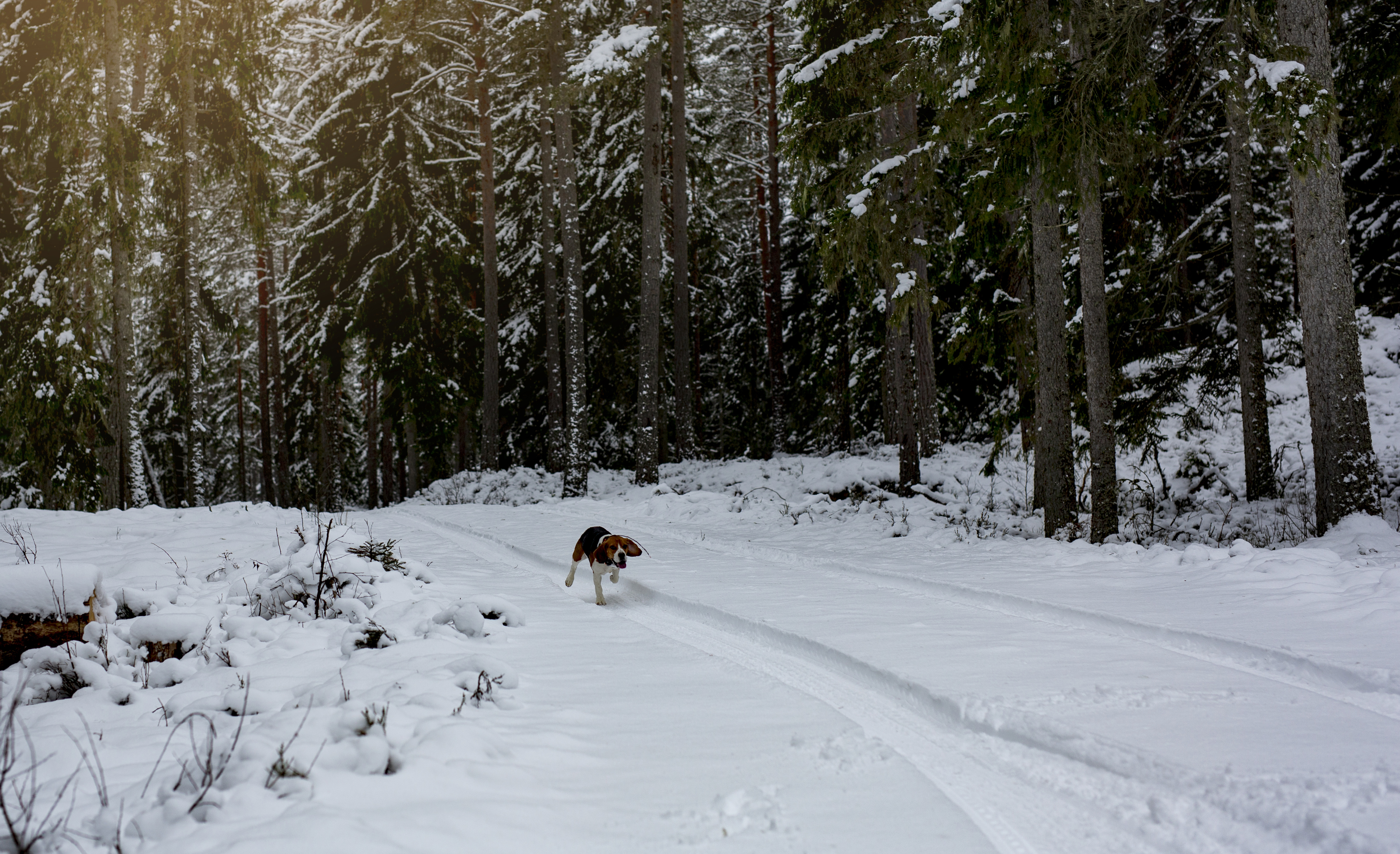 Sydsvenska Beagleklubben