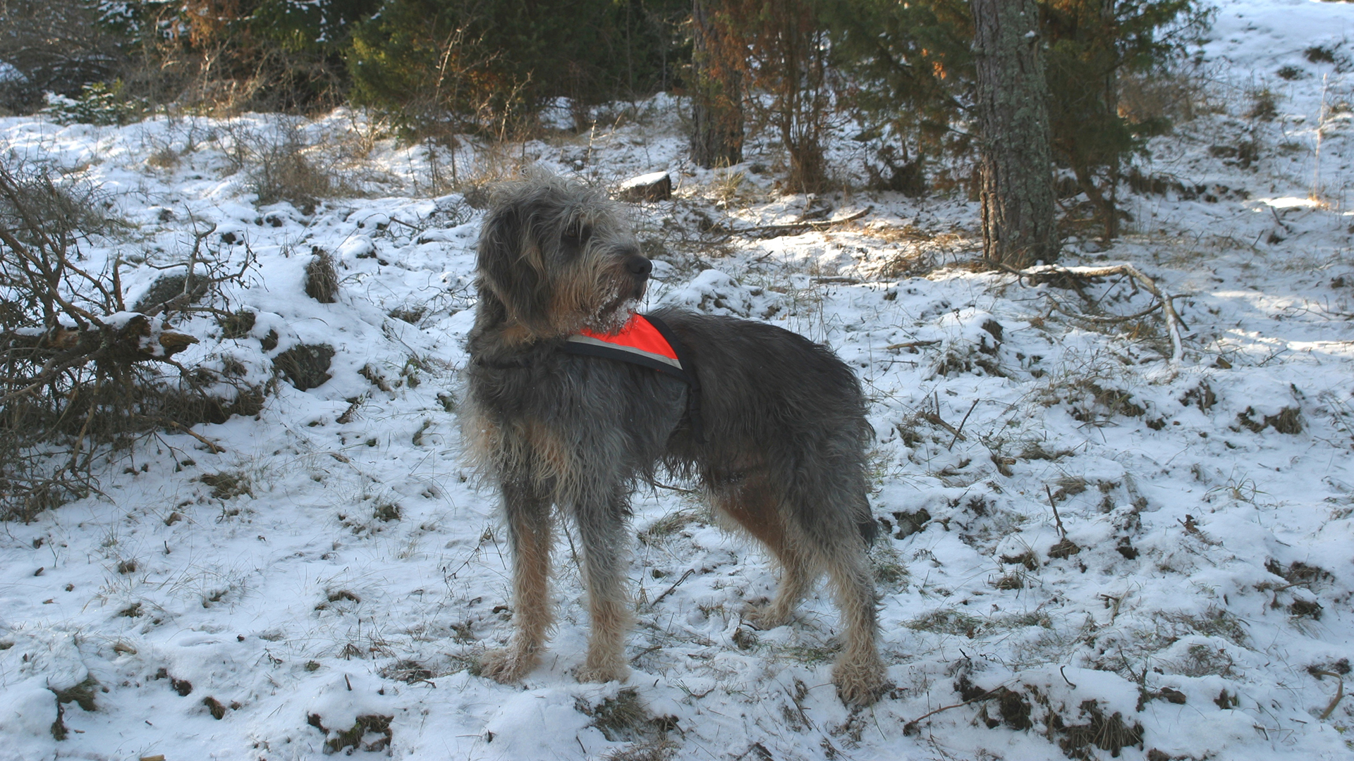 Svenska Griffon Nivernaisklubben