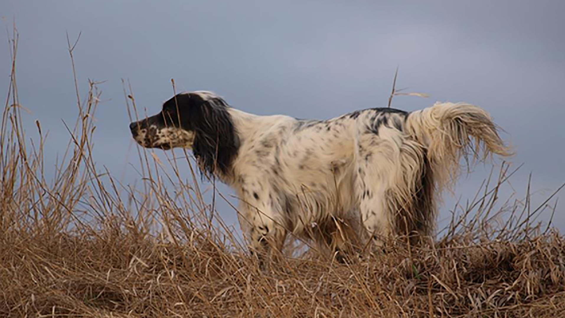 Östsvenska Fågelhundsklubben